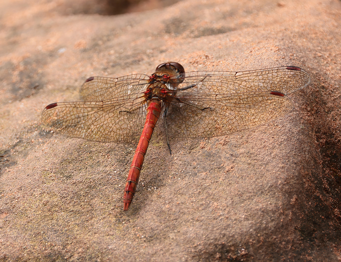 Common Darter Dragonfly - Peter Bagnall